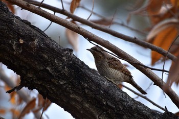 アリスイ 長居公園植物園 2020年12月27日(日)