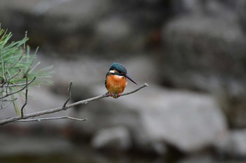 カワセミ 長居公園植物園 2020年12月20日(日)