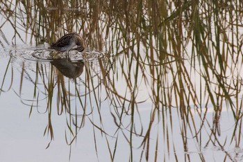 Common Snipe 平塚 Fri, 11/18/2016