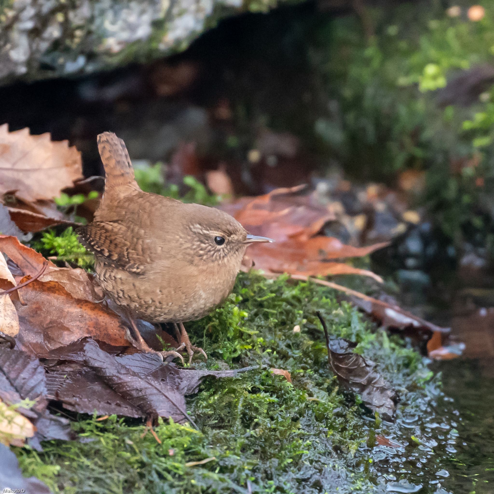 群馬県 ミソサザイの写真