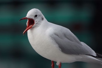 Black-headed Gull 東京都 Tue, 12/29/2020