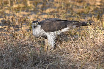 Eurasian Goshawk Unknown Spots Mon, 12/21/2020