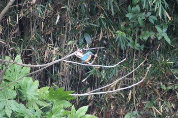 カワセミ 青葉山公園 2020年12月29日(火)