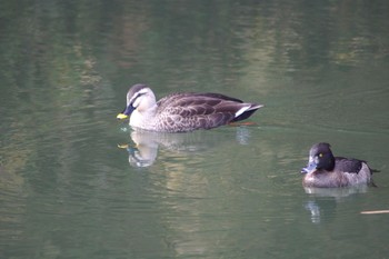 カルガモ 青葉山公園 2020年12月29日(火)