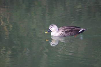 カルガモ 青葉山公園 2020年12月29日(火)