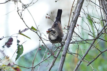 Dusky Thrush いつもの河原 Fri, 11/18/2016