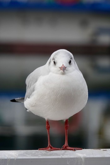 2020年12月29日(火) 東京都の野鳥観察記録