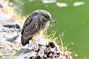 2020年12月29日(火) 薬師池公園の野鳥観察記録