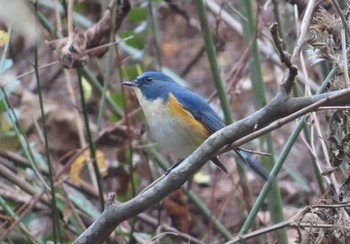 2020年12月29日(火) 早戸川林道の野鳥観察記録