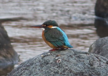 カワセミ 宮ヶ瀬湖 2020年12月29日(火)