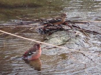 2020年12月29日(火) 宮ヶ瀬湖の野鳥観察記録