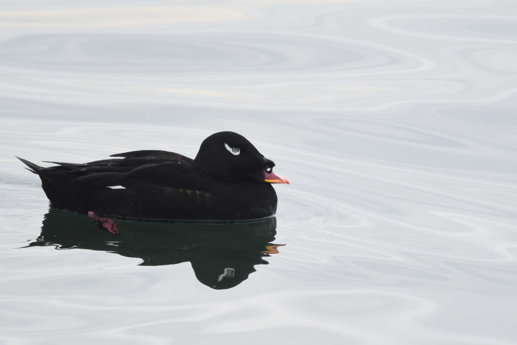 White-winged Scoter