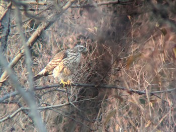 Tue, 12/29/2020 Birding report at Shakujii Park
