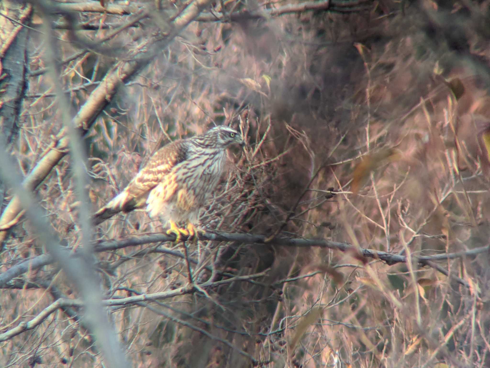 Photo of Eurasian Goshawk at Shakujii Park by Sweet Potato