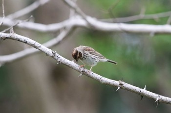 Little Bunting Hegura Island Sun, 5/1/2016