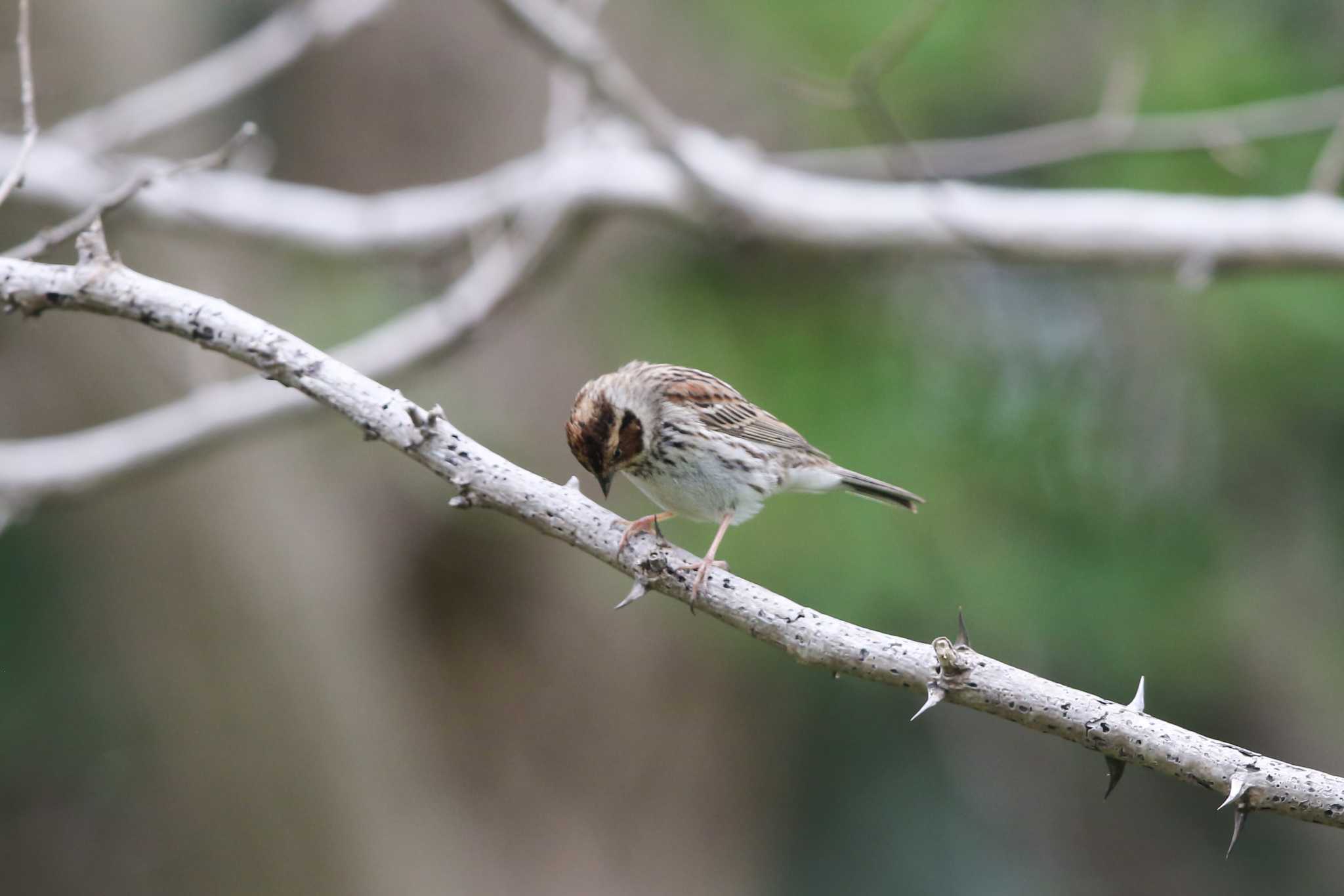 Little Bunting