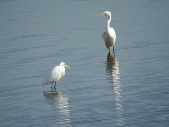 チュウサギ 鎮西湖 2020年12月29日(火)