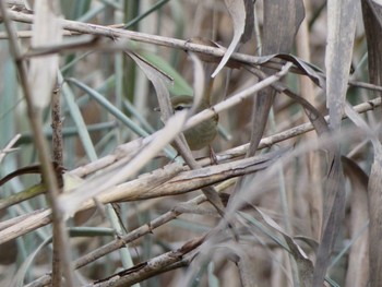 Japanese Bush Warbler Shakujii Park Tue, 12/29/2020