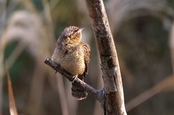 アリスイ 舞岡公園 2020年12月29日(火)