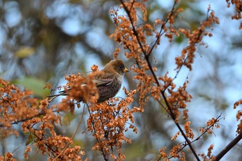 2020年11月29日(日) 兵庫県の野鳥観察記録