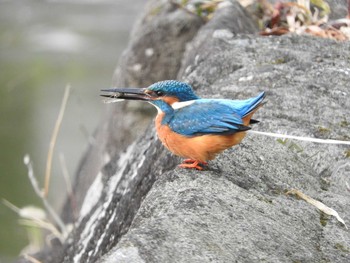 Common Kingfisher 市川市 Tue, 12/29/2020