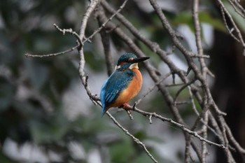Tue, 12/29/2020 Birding report at Inokashira Park