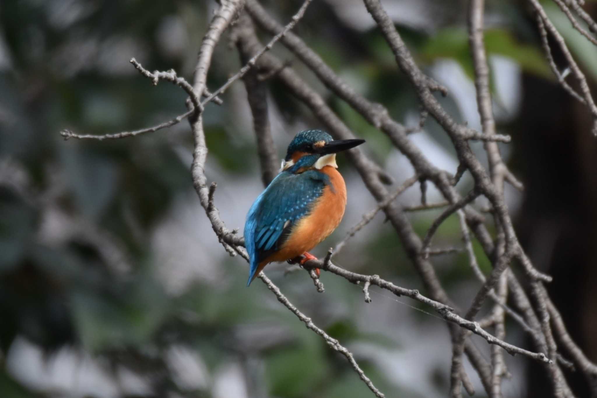 Common Kingfisher