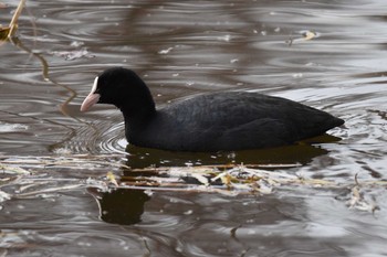 オオバン 井の頭公園 2020年12月29日(火)