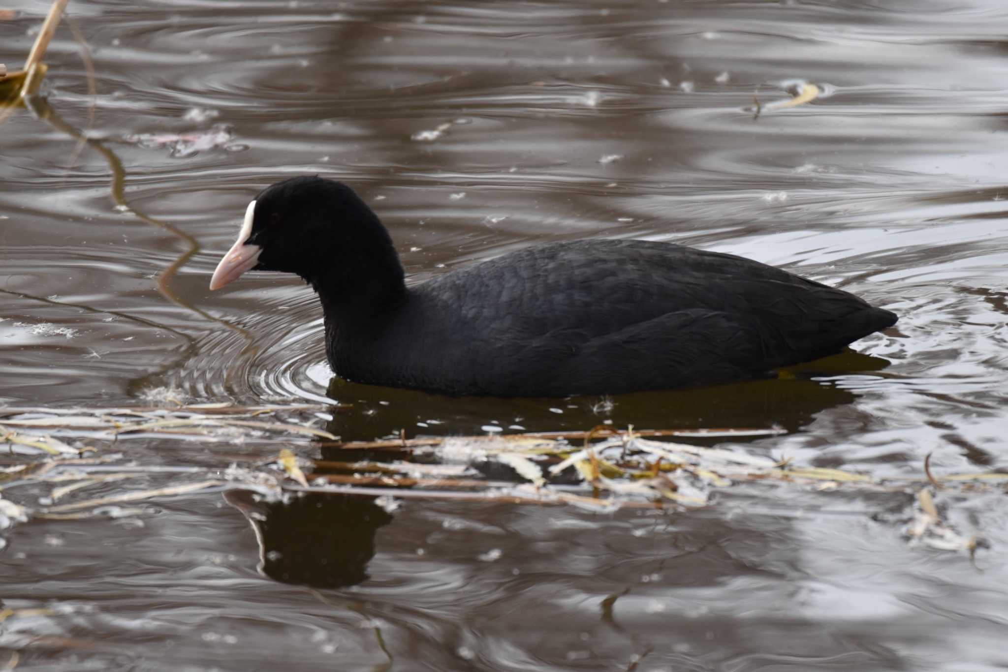 Eurasian Coot