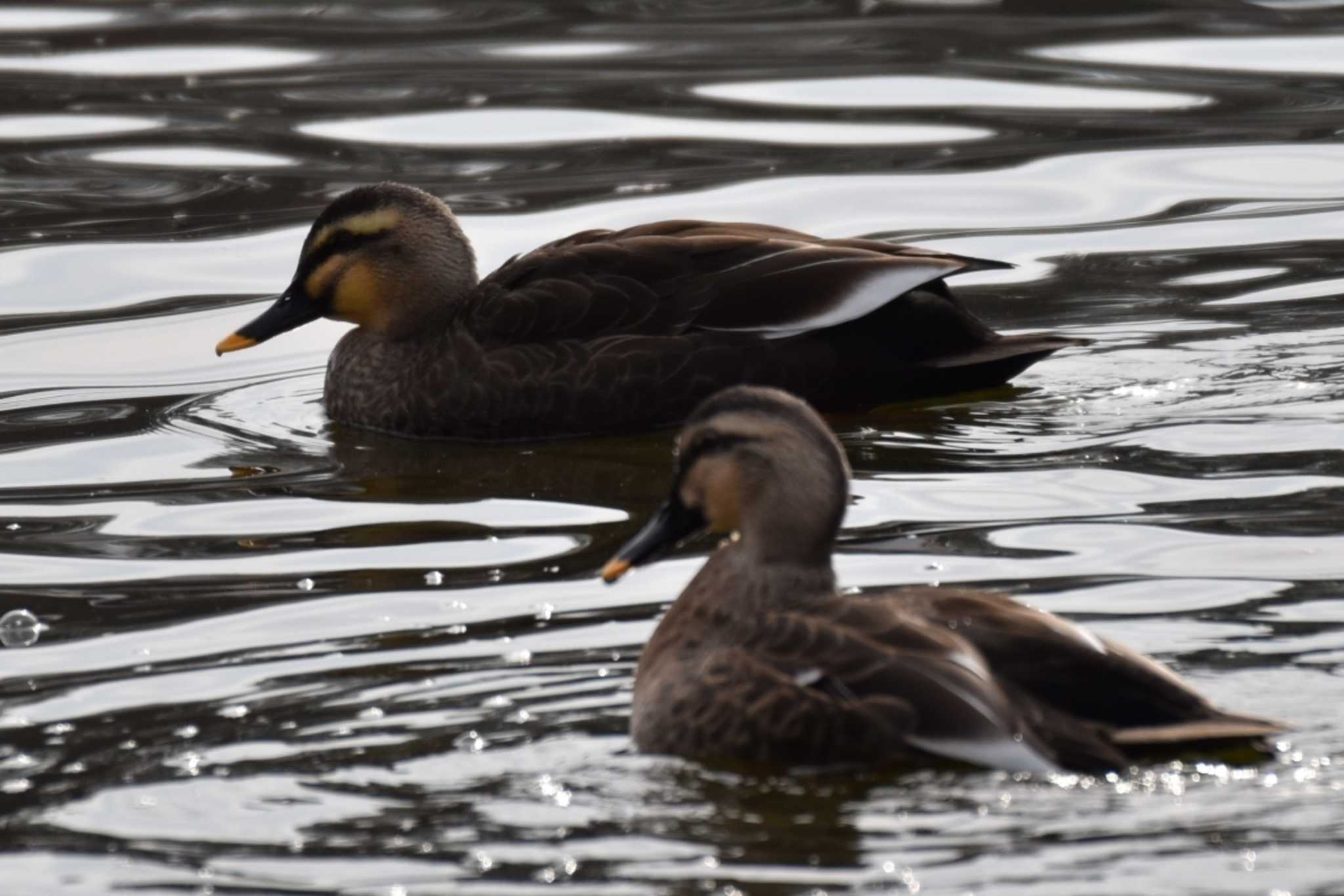 Eastern Spot-billed Duck