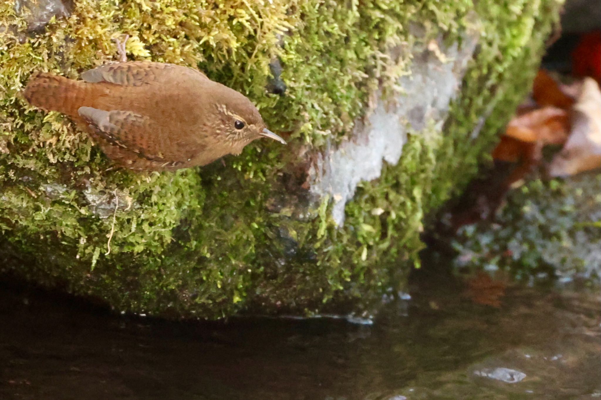 Photo of Eurasian Wren at 栃木県 by なおんなおん