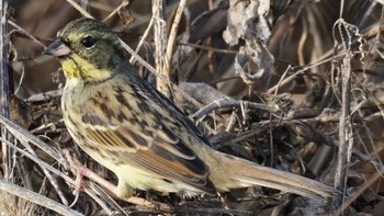 2020年12月29日(火) 芝川第一調節池(芝川貯水池)の野鳥観察記録