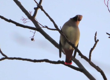 Japanese Waxwing Asahiyama Memorial Park Tue, 12/29/2020