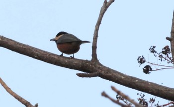 Varied Tit Asahiyama Memorial Park Tue, 12/29/2020