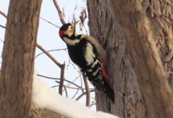 Great Spotted Woodpecker Asahiyama Memorial Park Tue, 12/29/2020