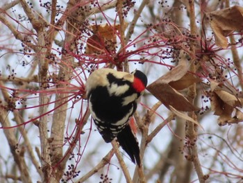 Great Spotted Woodpecker Asahiyama Memorial Park Tue, 12/29/2020