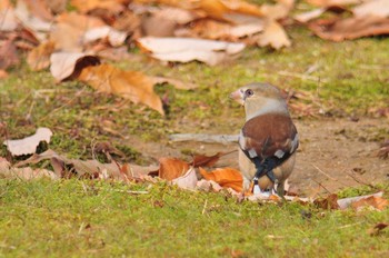 シメ 馬見丘陵公園 2020年12月29日(火)