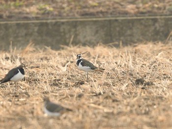Northern Lapwing Unknown Spots Tue, 12/29/2020