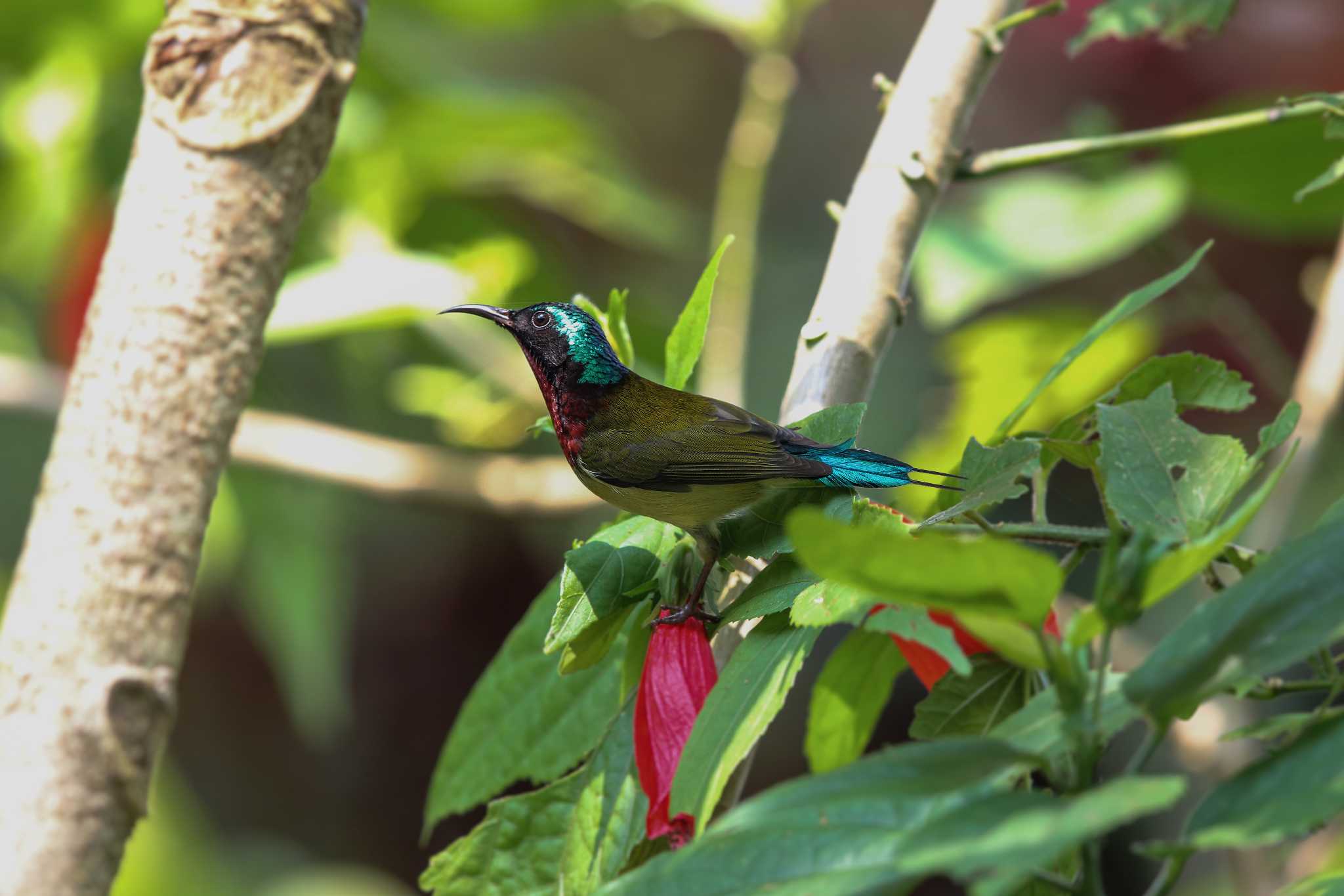 Photo of Fork-tailed Sunbird at タイポカウ by Trio