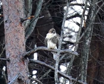 Eastern Buzzard 佐久市 Sun, 12/27/2020