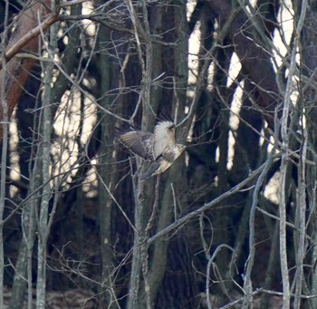 Eastern Buzzard 佐久市 Sun, 12/27/2020