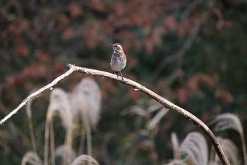 ツグミ 舞岡公園 2020年12月29日(火)