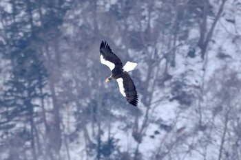 Steller's Sea Eagle 栃木県 Mon, 12/28/2020