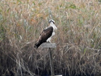 Osprey 弥冨野鳥園 Sun, 11/20/2016