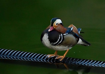 Mandarin Duck Machida Yakushiike Park Tue, 12/29/2020