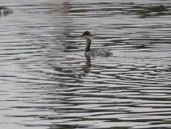 Black-necked Grebe 弥冨野鳥園 Sun, 11/20/2016