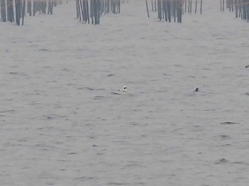 Long-tailed Duck 千葉県新浦安 Tue, 12/29/2020