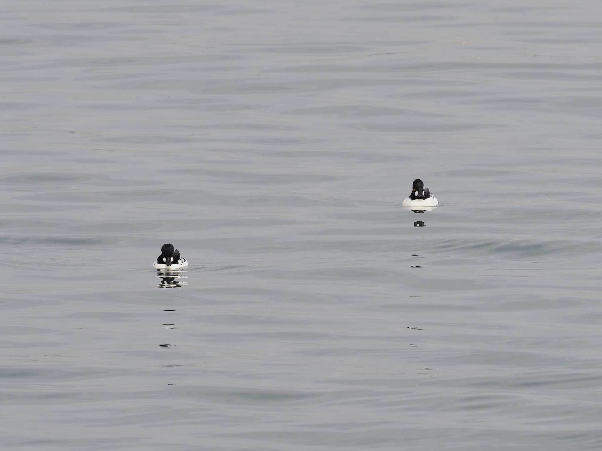 千葉県新浦安 ホオジロガモの写真 by シロチ