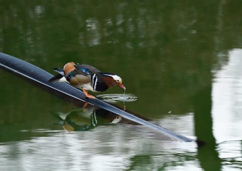 Mandarin Duck Machida Yakushiike Park Tue, 12/29/2020