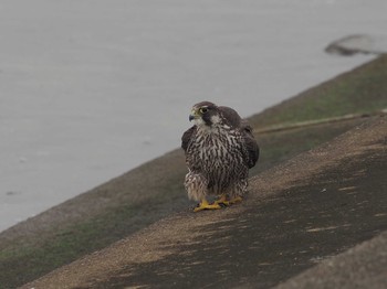 2020年12月29日(火) 千葉県新浦安の野鳥観察記録